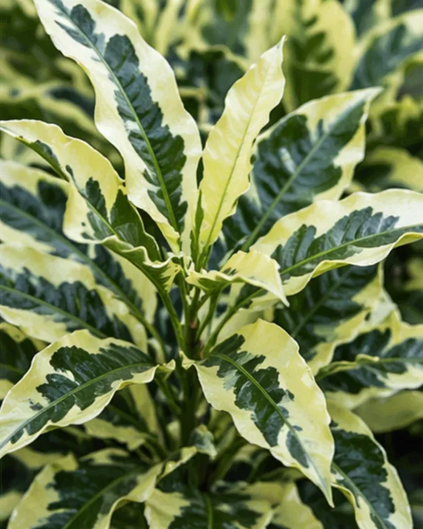 Andrew_Croton_Plant_|_Grafted_Designer_Croton_Plant_|_Colorful_Indoor_Outdoor_Plant_|_Healthy_Live_Plant_Guaranteed