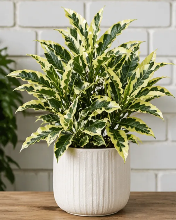 Andrew_Croton_Plant_|_Grafted_Designer_Croton_Plant_|_Colorful_Indoor_Outdoor_Plant_|_Healthy_Live_Plant_Guaranteed
