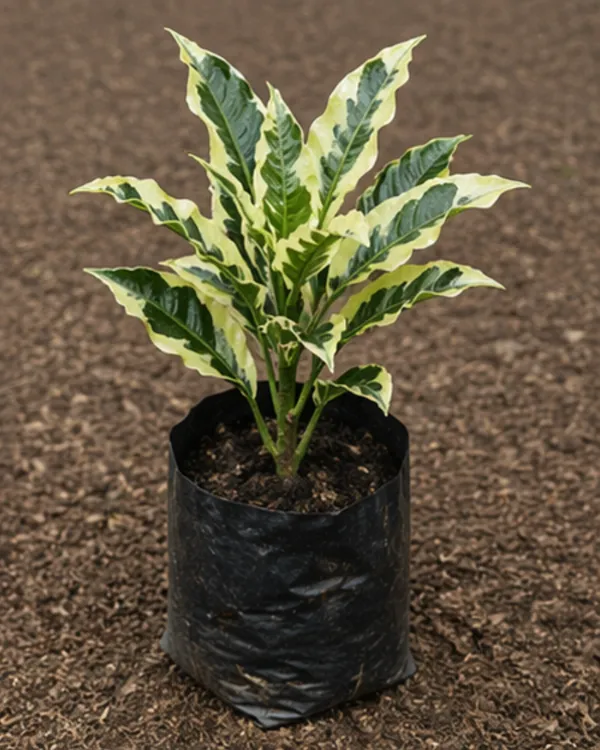 Andrew_Croton_Plant_|_Grafted_Designer_Croton_Plant_|_Colorful_Indoor_Outdoor_Plant_|_Healthy_Live_Plant_Guaranteed
