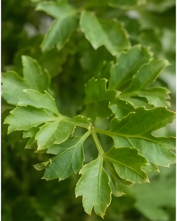 Aralia_Green_Plant_|_Grafted_Polyscias_Plant_|_Indoor_Decorative_Plant_|_Healthy_Live_Plant_Guaranteed