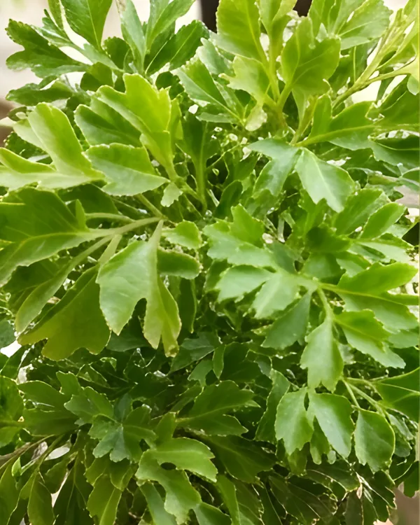 Aralia_Green_Plant_|_Grafted_Polyscias_Plant_|_Indoor_Decorative_Plant_|_Healthy_Live_Plant_Guaranteed