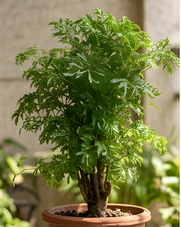 Aralia_Green_Plant_|_Grafted_Polyscias_Plant_|_Indoor_Decorative_Plant_|_Healthy_Live_Plant_Guaranteed