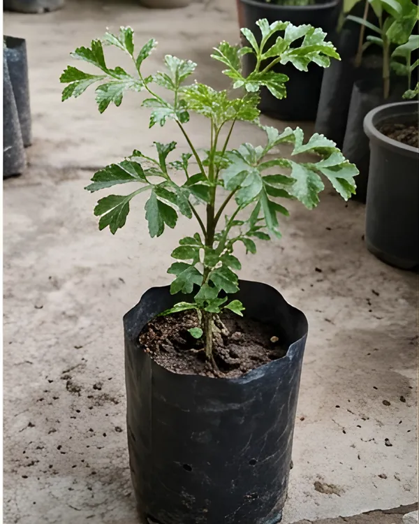 Aralia_Green_Plant_|_Grafted_Polyscias_Plant_|_Indoor_Decorative_Plant_|_Healthy_Live_Plant_Guaranteed