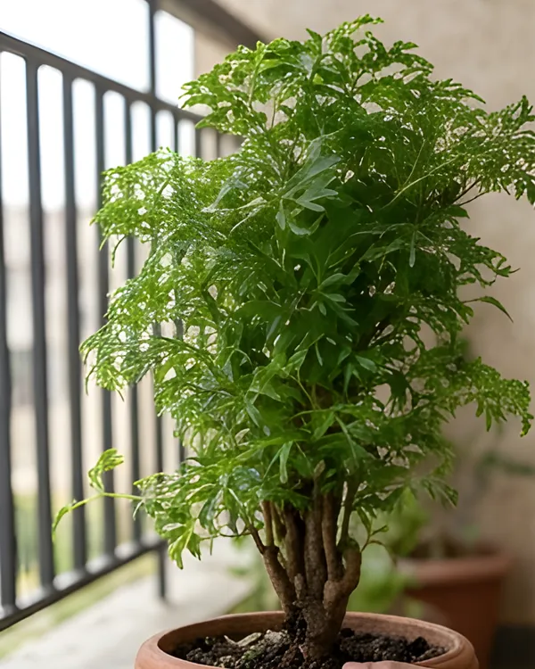 Aralia_Green_Plant_|_Grafted_Polyscias_Plant_|_Indoor_Decorative_Plant_|_Healthy_Live_Plant_Guaranteed