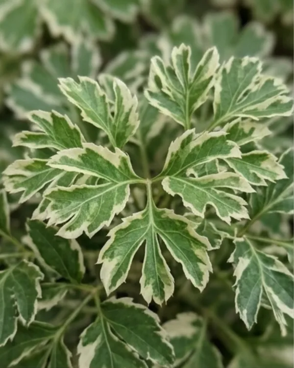 Aralia_Variegated_Plant_|_Grafted_Variegated_Polyscias_|_Indoor_Decorative_Plant_|_Healthy_Live_Plant_Guaranteed