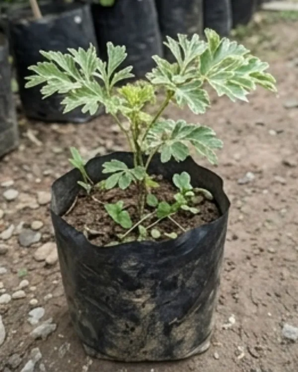 Aralia_Variegated_Plant_|_Grafted_Variegated_Polyscias_|_Indoor_Decorative_Plant_|_Healthy_Live_Plant_Guaranteed