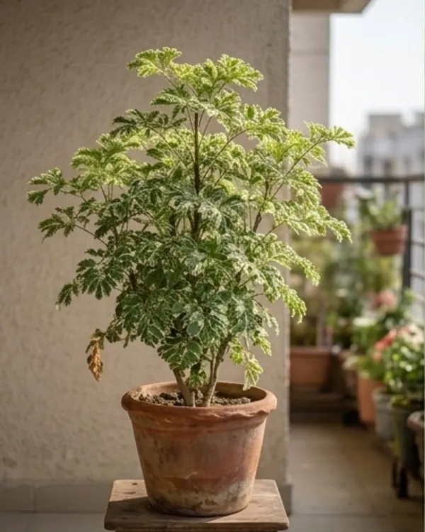Aralia_Variegated_Plant_|_Grafted_Variegated_Polyscias_|_Indoor_Decorative_Plant_|_Healthy_Live_Plant_Guaranteed