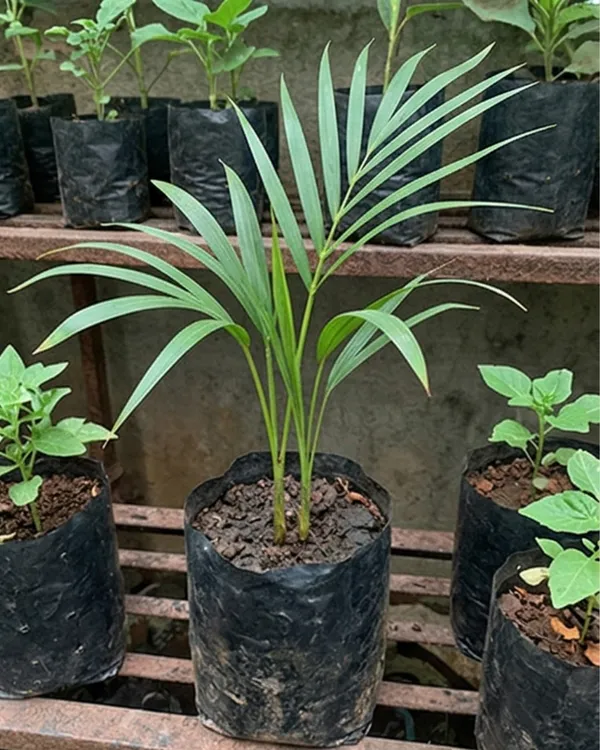 Areca_Palm_Indoor_Plant_|_Grafted_Areca_Palm_|_Air_Purifying_Plant_|_Healthy_Live_Plant_Guaranteed