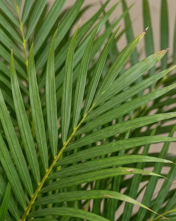 Areca_Palm_Indoor_Plant_|_Grafted_Areca_Palm_|_Air_Purifying_Plant_|_Healthy_Live_Plant_Guaranteed