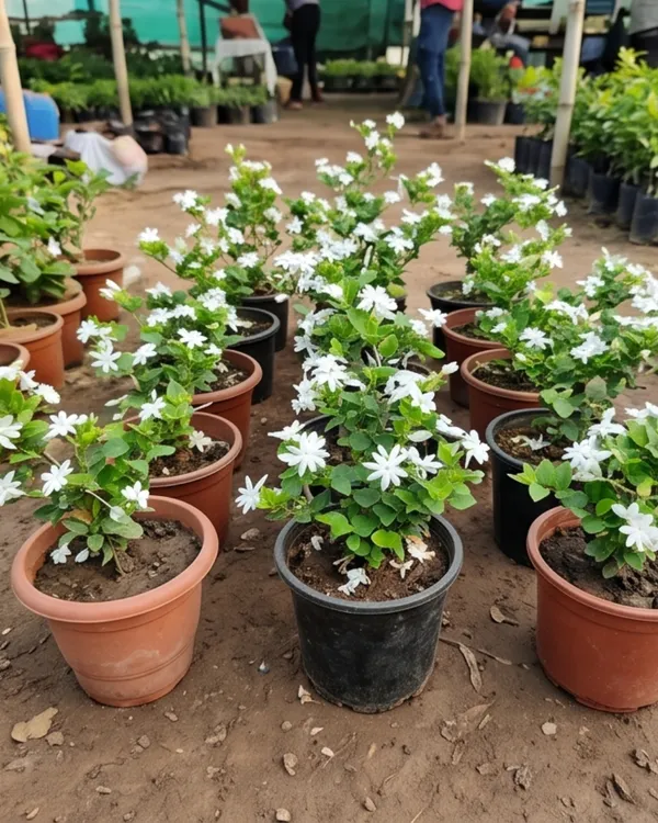 Aromatic_Jui_Plant_|_Grafted_Juhi_Jasmine_Plant_|_Fragrant_Flower_Plant_|_Healthy_Live_Plant_Guaranteed