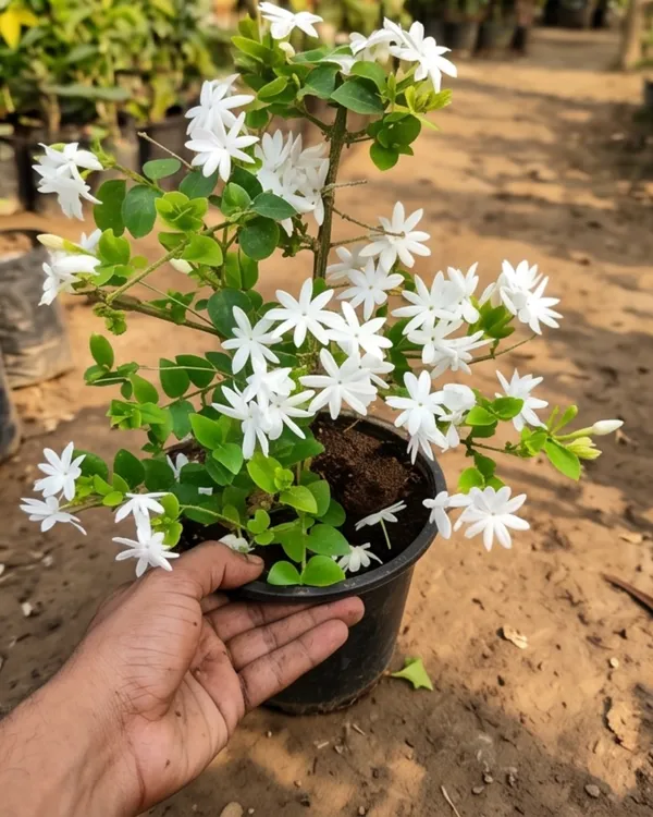 Aromatic_Jui_Plant_|_Grafted_Juhi_Jasmine_Plant_|_Fragrant_Flower_Plant_|_Healthy_Live_Plant_Guaranteed