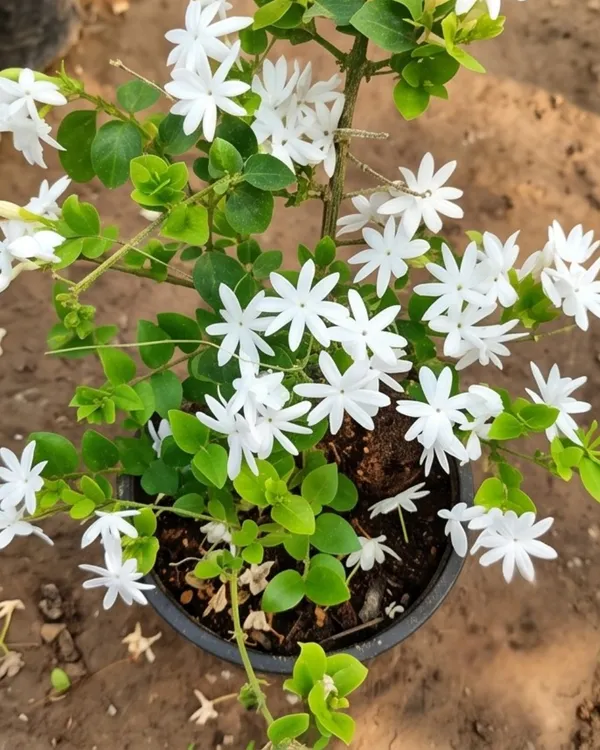 Aromatic_Jui_Plant_|_Grafted_Juhi_Jasmine_Plant_|_Fragrant_Flower_Plant_|_Healthy_Live_Plant_Guaranteed
