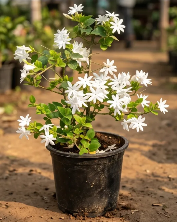 Aromatic_Jui_Plant_|_Grafted_Juhi_Jasmine_Plant_|_Fragrant_Flower_Plant_|_Healthy_Live_Plant_Guaranteed