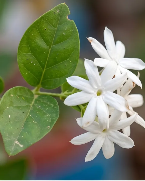 Aromatic_Jui_Plant_|_Grafted_Juhi_Jasmine_Plant_|_Fragrant_Flower_Plant_|_Healthy_Live_Plant_Guaranteed