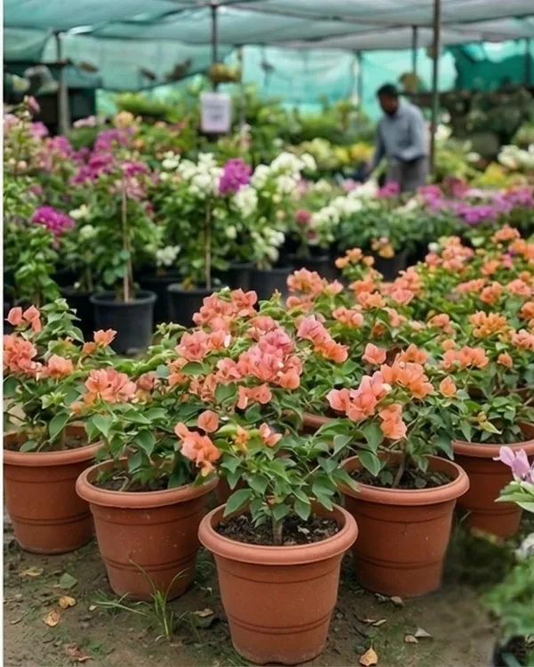 Aruna_Bougainvillea_Plant_|_Grafted_Exotic_Bright_Bloom_Variety_|_Orange_Pink_Flowers_|_Heavy_Flowering_|_Healthy_Live_Plant_Guaranteed