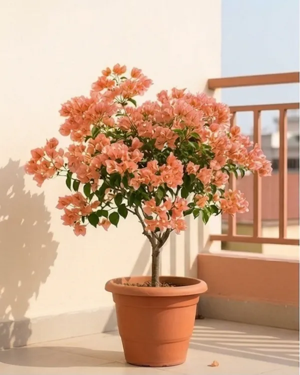 Aruna_Bougainvillea_Plant_|_Grafted_Exotic_Bright_Bloom_Variety_|_Orange_Pink_Flowers_|_Heavy_Flowering_|_Healthy_Live_Plant_Guaranteed