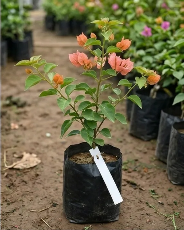 Aruna_Bougainvillea_Plant_|_Grafted_Exotic_Bright_Bloom_Variety_|_Orange_Pink_Flowers_|_Heavy_Flowering_|_Healthy_Live_Plant_Guaranteed