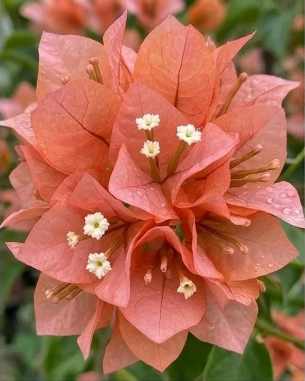Aruna_Bougainvillea_Plant_|_Grafted_Exotic_Bright_Bloom_Variety_|_Orange_Pink_Flowers_|_Heavy_Flowering_|_Healthy_Live_Plant_Guaranteed