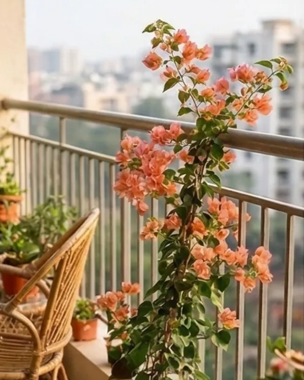 Aruna_Bougainvillea_Plant_|_Grafted_Exotic_Bright_Bloom_Variety_|_Orange_Pink_Flowers_|_Heavy_Flowering_|_Healthy_Live_Plant_Guaranteed