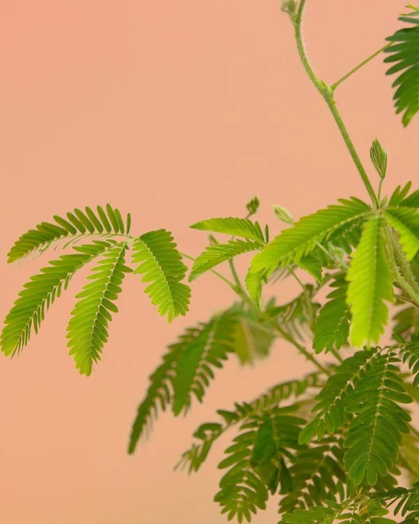 Lajjaboti_(Mimosa_Pudica_/_Touch-Me-Not)_Plant_|_Grafted_Sensitive_Live_Plant_|_Fast_Growing_|_Ideal_for_Kids_&_Garden_Lovers_|_Healthy_Live_Plant_Guaranteed.