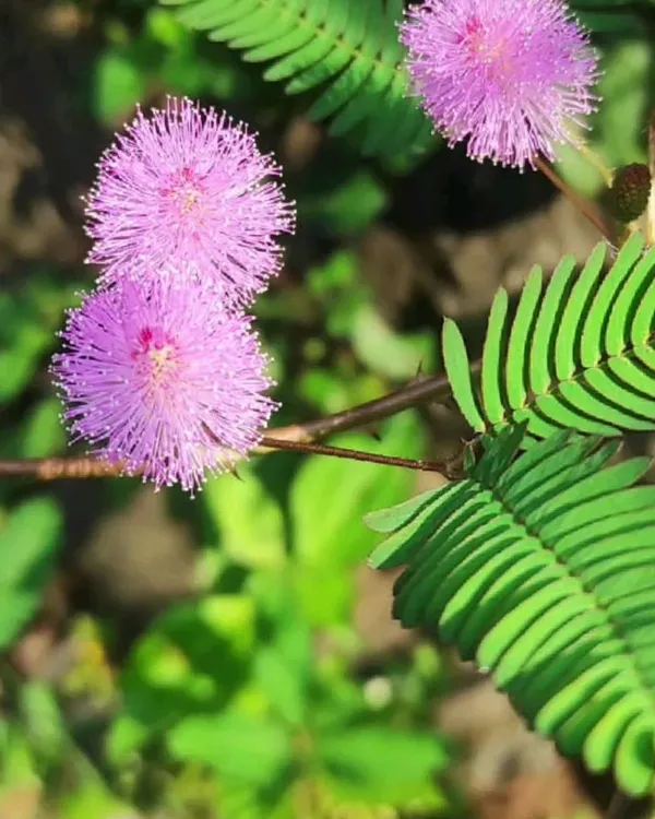 Lajjaboti_(Mimosa_Pudica_/_Touch-Me-Not)_Plant_|_Grafted_Sensitive_Live_Plant_|_Fast_Growing_|_Ideal_for_Kids_&_Garden_Lovers_|_Healthy_Live_Plant_Guaranteed.