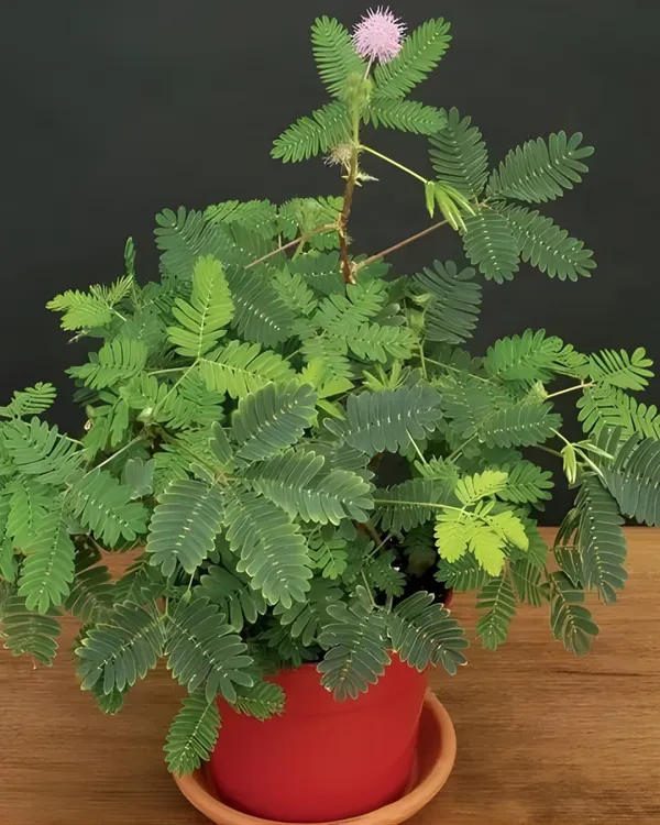 Lajjaboti_(Mimosa_Pudica_/_Touch-Me-Not)_Plant_|_Grafted_Sensitive_Live_Plant_|_Fast_Growing_|_Ideal_for_Kids_&_Garden_Lovers_|_Healthy_Live_Plant_Guaranteed.