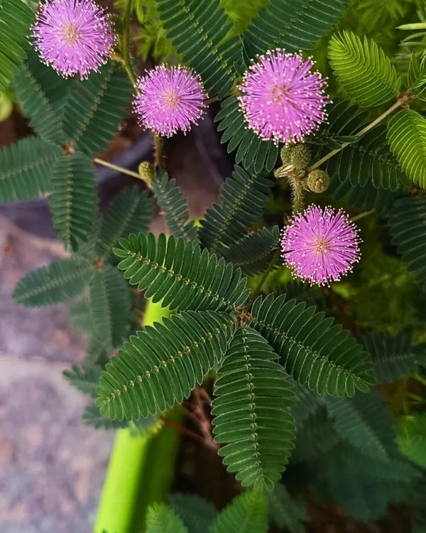 Lajjaboti_(Mimosa_Pudica_/_Touch-Me-Not)_Plant_|_Grafted_Sensitive_Live_Plant_|_Fast_Growing_|_Ideal_for_Kids_&_Garden_Lovers_|_Healthy_Live_Plant_Guaranteed.