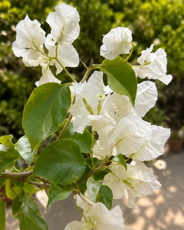 Butterfly_White_Bougainvillea_Plant_|_Grafted_Unique_Butterfly_Bract_Variety_|_Pure_White_Flowers_|_Heavy_Flowering_|_Healthy_Live_Plant_Guaranteed