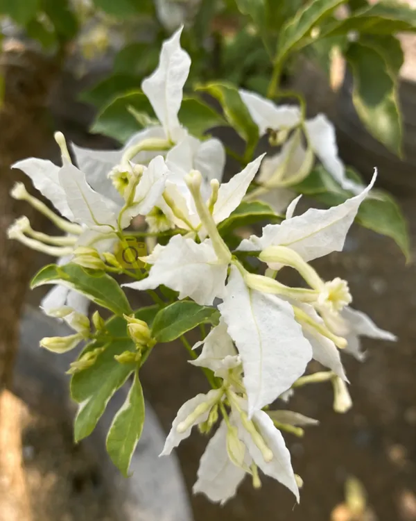 Butterfly_White_Bougainvillea_Plant_|_Grafted_Unique_Butterfly_Bract_Variety_|_Pure_White_Flowers_|_Heavy_Flowering_|_Healthy_Live_Plant_Guaranteed