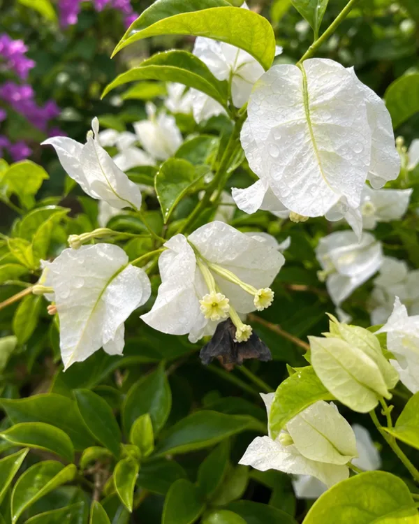Butterfly_White_Bougainvillea_Plant_|_Grafted_Unique_Butterfly_Bract_Variety_|_Pure_White_Flowers_|_Heavy_Flowering_|_Healthy_Live_Plant_Guaranteed