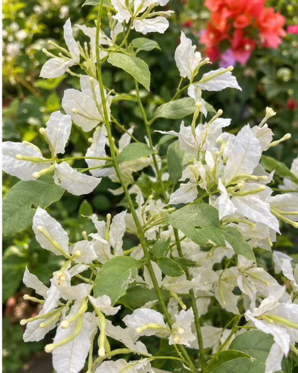 Butterfly_White_Bougainvillea_Plant_|_Grafted_Unique_Butterfly_Bract_Variety_|_Pure_White_Flowers_|_Heavy_Flowering_|_Healthy_Live_Plant_Guaranteed