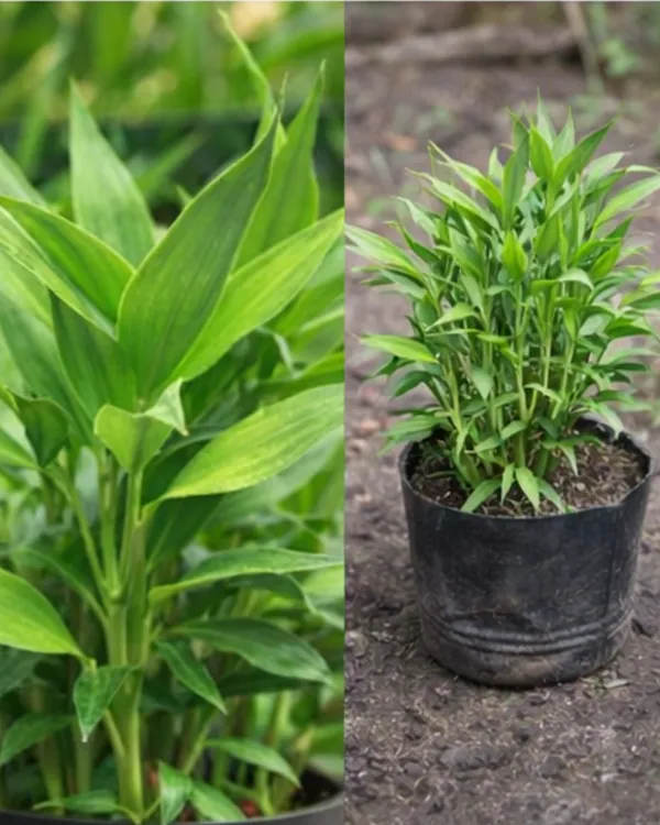 Baby_Bamboo_Plant_|_Grafted_Lucky_Bamboo_Small_|_Indoor_Desk_Plant_|_Healthy_Live_Plant_Guaranteed