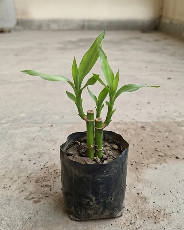 Baby_Bamboo_Plant_|_Grafted_Lucky_Bamboo_Small_|_Indoor_Desk_Plant_|_Healthy_Live_Plant_Guaranteed