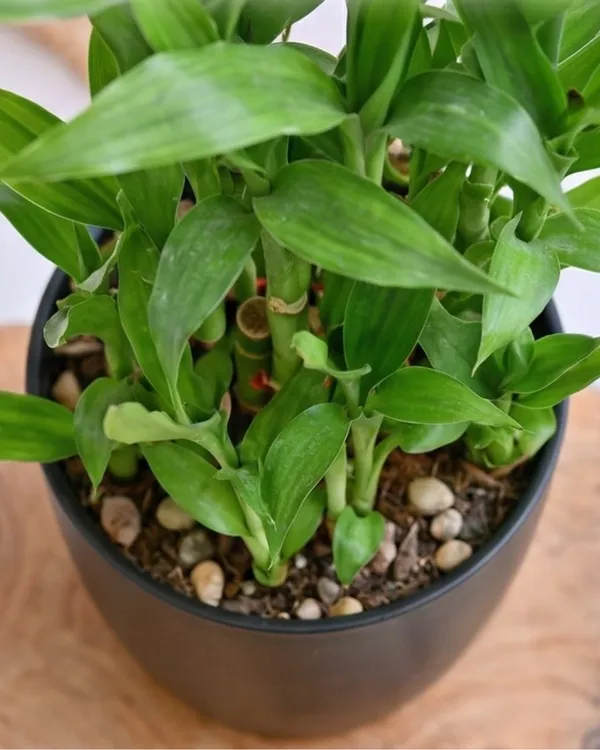 Baby_Bamboo_Plant_|_Grafted_Lucky_Bamboo_Small_|_Indoor_Desk_Plant_|_Healthy_Live_Plant_Guaranteed