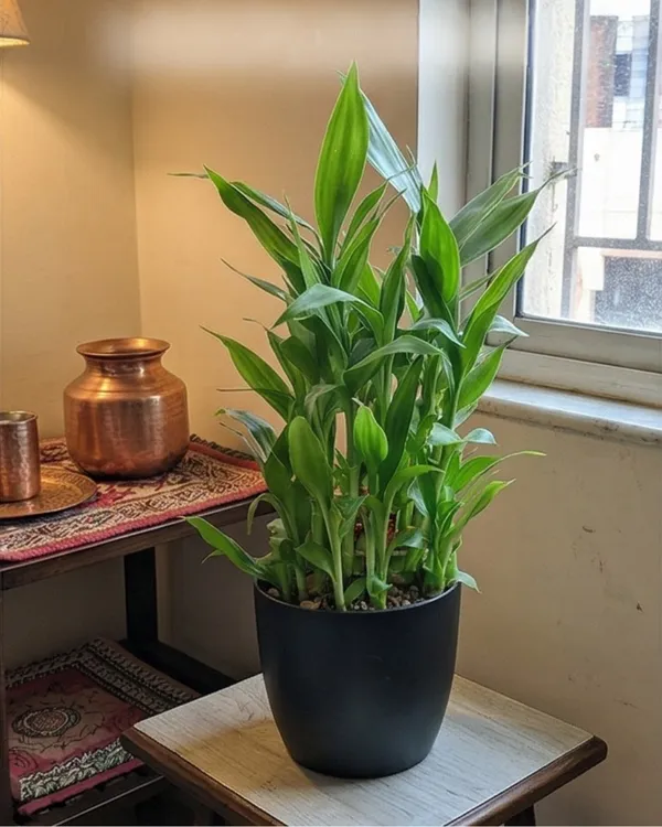 Baby_Bamboo_Plant_|_Grafted_Lucky_Bamboo_Small_|_Indoor_Desk_Plant_|_Healthy_Live_Plant_Guaranteed