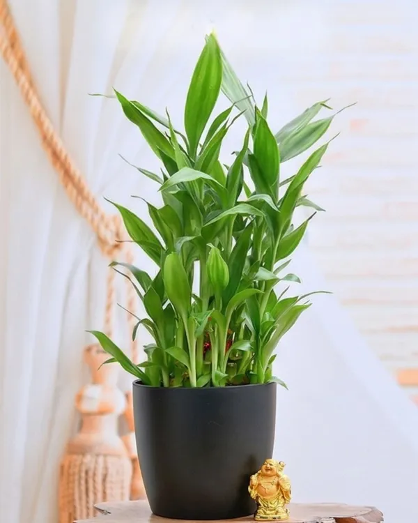 Baby_Bamboo_Plant_|_Grafted_Lucky_Bamboo_Small_|_Indoor_Desk_Plant_|_Healthy_Live_Plant_Guaranteed