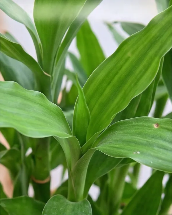 Baby_Bamboo_Plant_|_Grafted_Lucky_Bamboo_Small_|_Indoor_Desk_Plant_|_Healthy_Live_Plant_Guaranteed