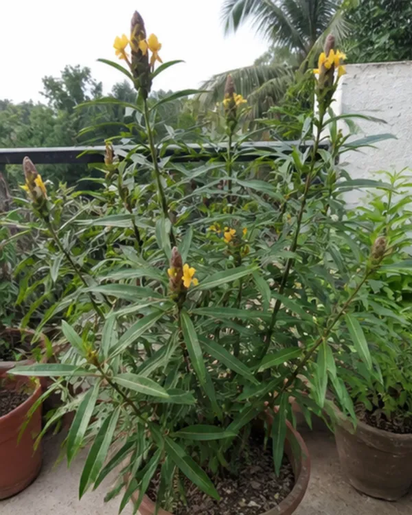 Barleria_Lupulina_Medicinal_Plant_|_Grafted_Barleria_Plant_|_Ayurvedic_Healing_Plant_|_Healthy_Live_Plant_Guaranteed