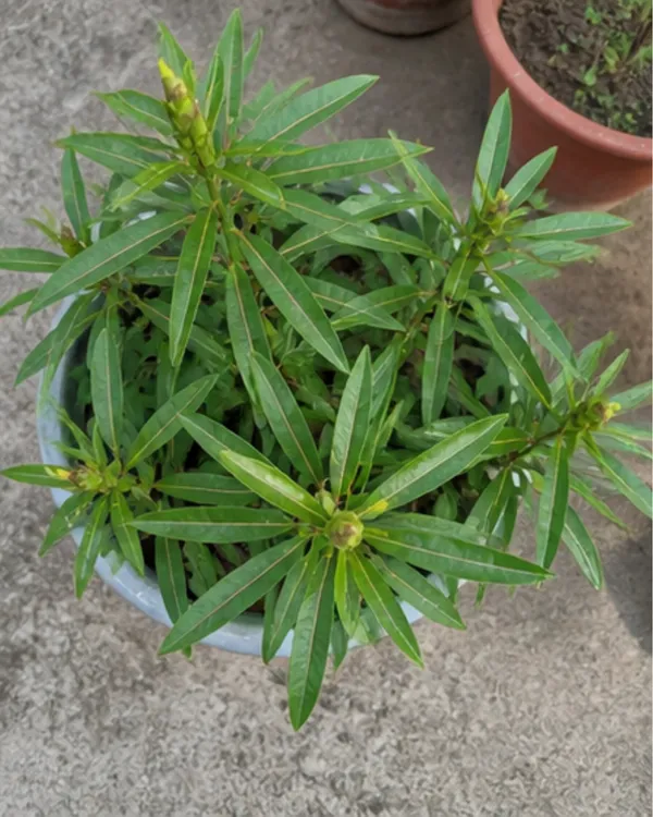 Barleria_Lupulina_Medicinal_Plant_|_Grafted_Barleria_Plant_|_Ayurvedic_Healing_Plant_|_Healthy_Live_Plant_Guaranteed