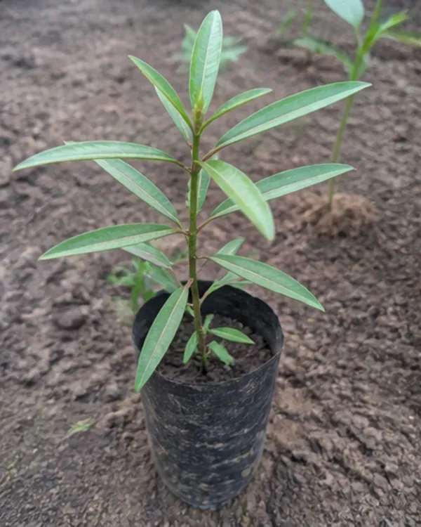 Barleria_Lupulina_Medicinal_Plant_|_Grafted_Barleria_Plant_|_Ayurvedic_Healing_Plant_|_Healthy_Live_Plant_Guaranteed