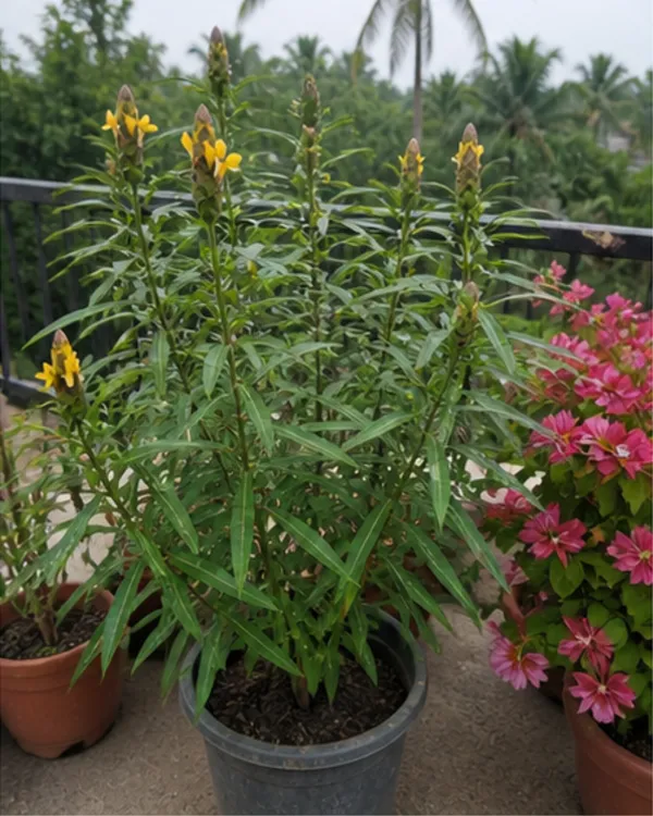 Barleria_Lupulina_Medicinal_Plant_|_Grafted_Barleria_Plant_|_Ayurvedic_Healing_Plant_|_Healthy_Live_Plant_Guaranteed