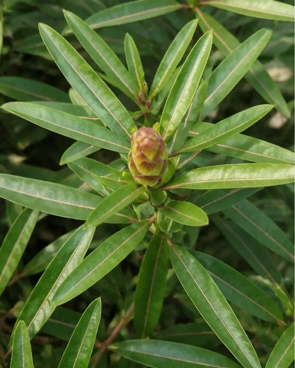 Barleria_Lupulina_Medicinal_Plant_|_Grafted_Barleria_Plant_|_Ayurvedic_Healing_Plant_|_Healthy_Live_Plant_Guaranteed