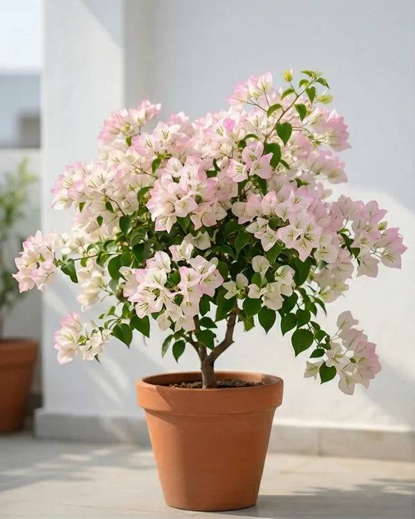 Begum_Sikander_Bougainvillea_Plant_|_Grafted_Exotic_Dual_Tone_Bloom_Variety_|_Pink_White_Flowers_|_Heavy_Flowering_|_Healthy_Live_Plant_Guaranteed