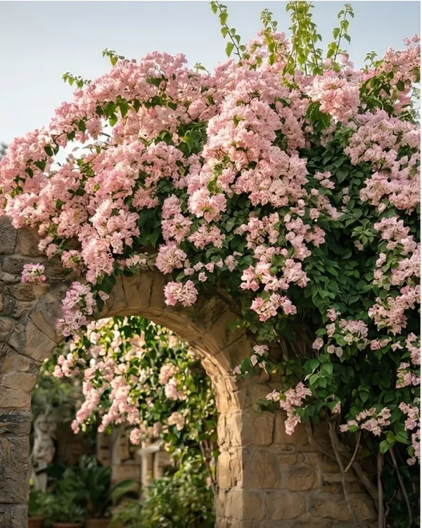 Begum_Sikander_Bougainvillea_Plant_|_Grafted_Exotic_Dual_Tone_Bloom_Variety_|_Pink_White_Flowers_|_Heavy_Flowering_|_Healthy_Live_Plant_Guaranteed