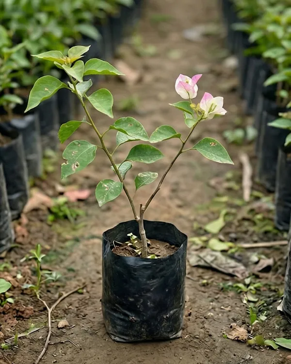 Begum_Sikander_Bougainvillea_Plant_|_Grafted_Exotic_Dual_Tone_Bloom_Variety_|_Pink_White_Flowers_|_Heavy_Flowering_|_Healthy_Live_Plant_Guaranteed