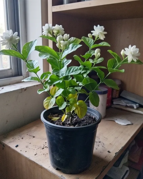 Beli_Plant_|_Grafted_Arabian_Jasmine_|_Mogra_Beli_Plant_|_Fragrant_Flower_Plant_|_Healthy_Live_Plant_Guaranteed
