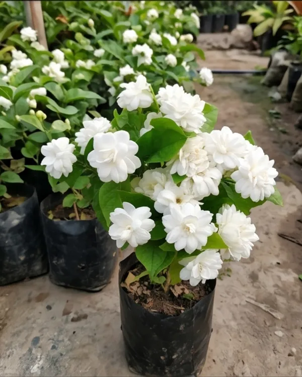 Beli_Plant_|_Grafted_Arabian_Jasmine_|_Mogra_Beli_Plant_|_Fragrant_Flower_Plant_|_Healthy_Live_Plant_Guaranteed