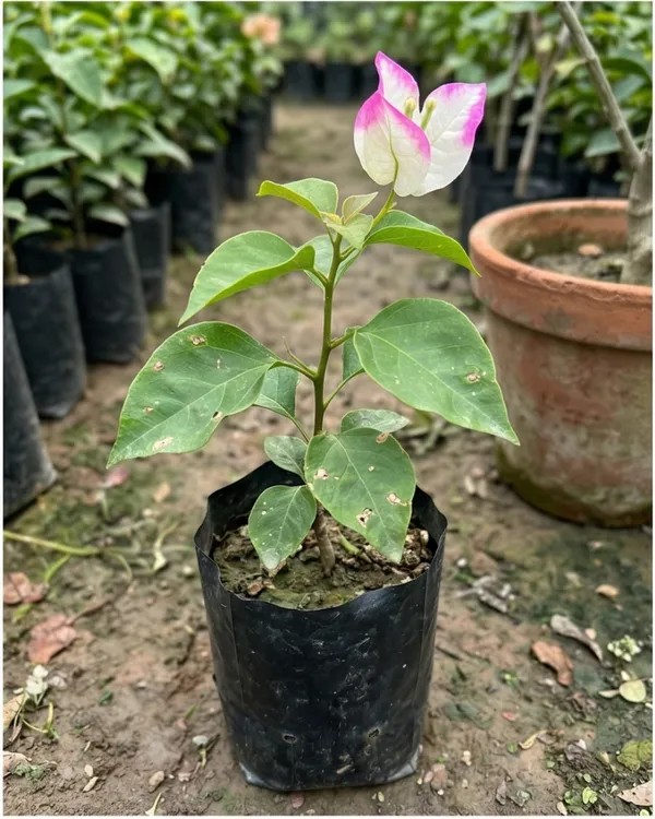 Bidadari_Lipstick_Bougainvillea_Plant_|_Grafted_Exotic_Lipstick_Bloom_Variety_|_Bright_Red_Flowers_|_Heavy_Flowering_|_Healthy_Live_Plant_Guaranteed
