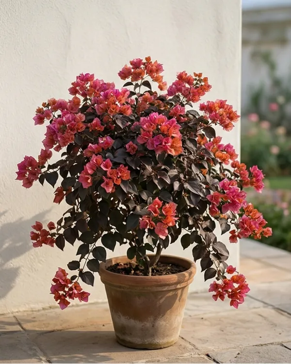 Black_Chitra_Bougainvillea_Plant_|_Grafted_Rare_Dark_Shade_Bloom_Variety_|_Deep_Magenta_Purple_Flowers_|_Heavy_Flowering_|_Healthy_Live_Plant_Guaranteed