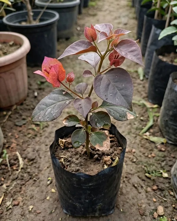 Black_Chitra_Bougainvillea_Plant_|_Grafted_Rare_Dark_Shade_Bloom_Variety_|_Deep_Magenta_Purple_Flowers_|_Heavy_Flowering_|_Healthy_Live_Plant_Guaranteed
